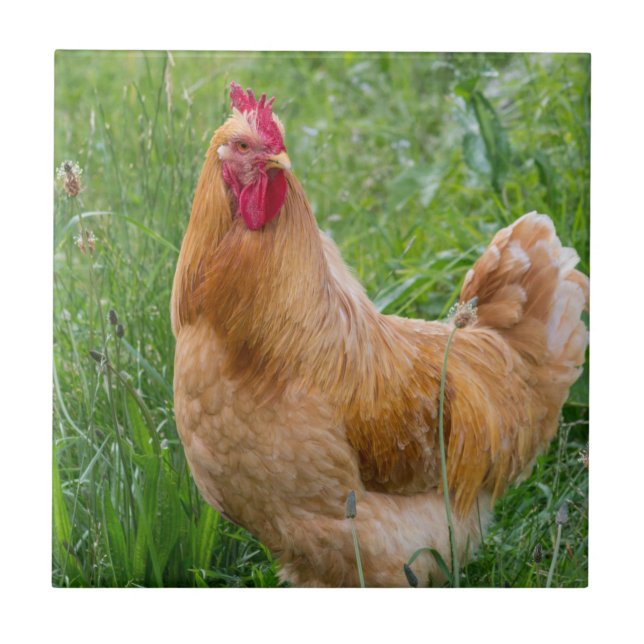 Ungtupphönor fotograferar kakelplatta (Framsidan)