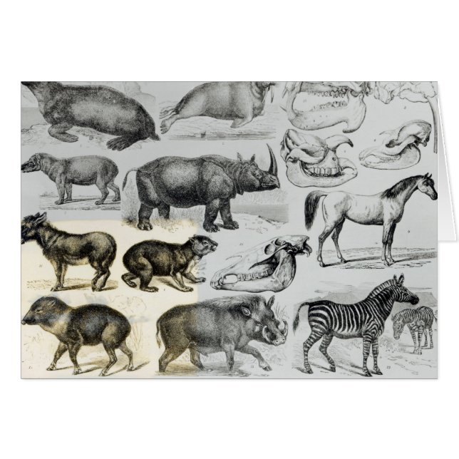 Ungulata eller traskade djur hälsningskort (Framsidan Horizontal)