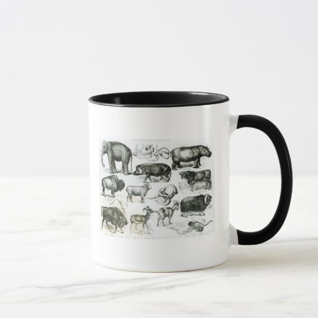 Ungulata eller traskade djur mugg (Höger)