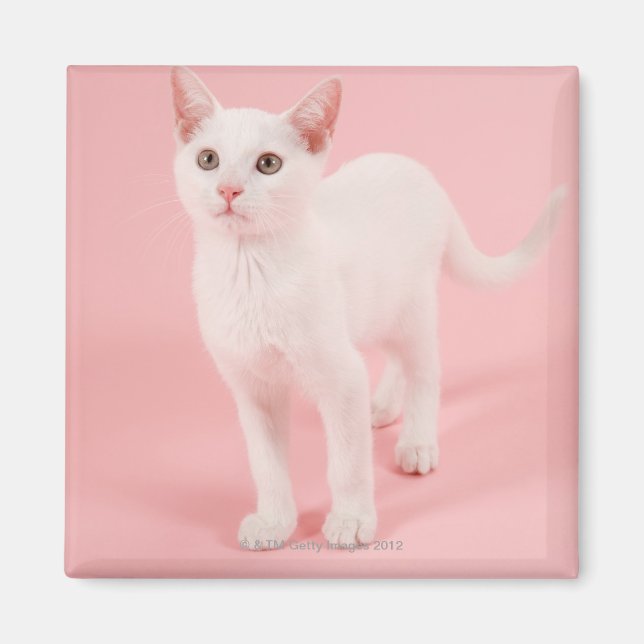 Ungvit katt 2 magnet (Framsidan)
