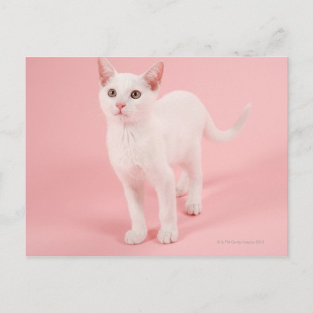 Ungvit katt 2 vykort (Framsida)