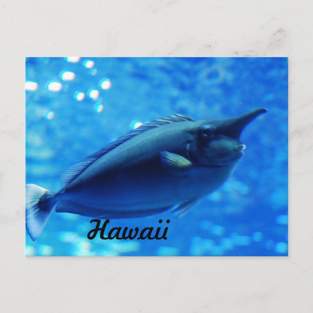 Unicorn Fish Vykort (Framsida)