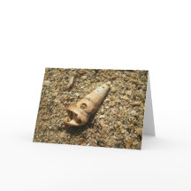 Unicorn Snäcka på Beach