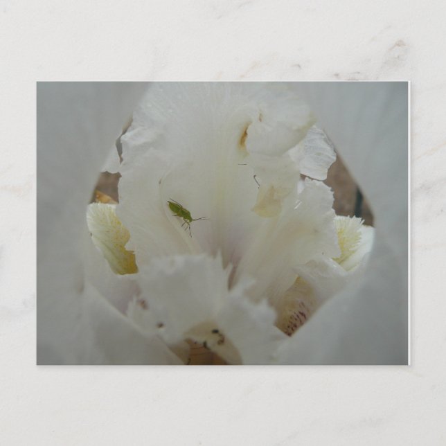 Unik Kryp på en Iris Flower Vykort (Framsida)