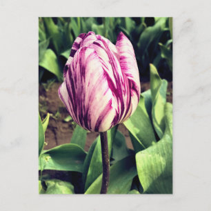 Unik Lila och vit Rand Tulip Vykort