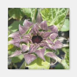 Unik Lila Solrosoljetrågen Magnet