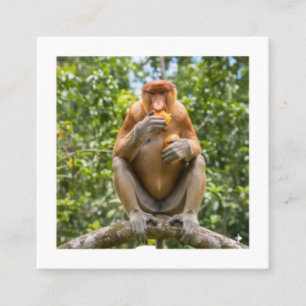 Unik Nasenape Sticker från Borneos Vilda Liv Fyrkantigt Visitkort