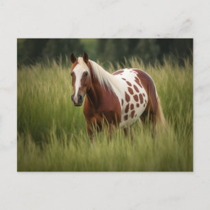 Unik Pinto Horse Vykort