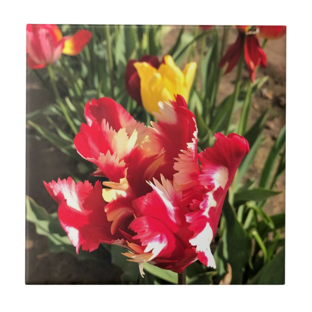 Unik röd och vit tulp kakelplatta (Framsidan)