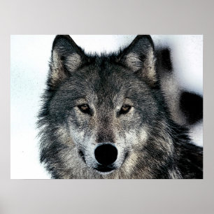 Unik Varg för rörelsefrihet Poster