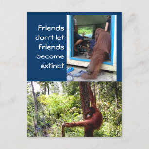 Unika orangutana foton vykort