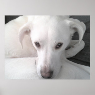 Unikt foto av vit labrador retriever blandrashund poster