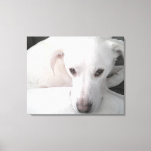 Unikt foto av White Labrador Retriever Mix Hund Canvastryck