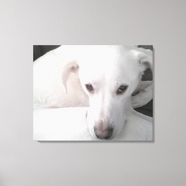 Unikt foto av White Labrador Retriever Mix Hund Canvastryck (Framsida)