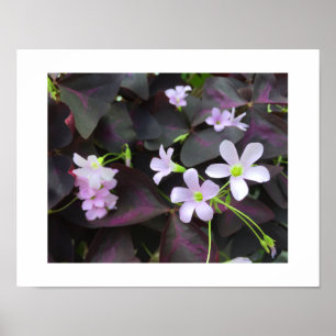 Unikt lila Shamrock-blom-fotografi Poster
