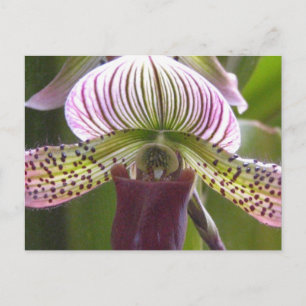 Unikt Orchid-vykort Vykort