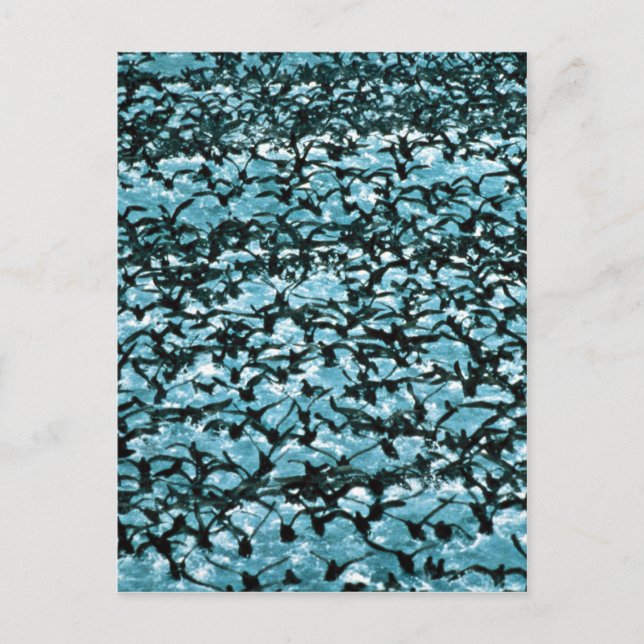 Unimak Pass Shearwater flock Vykort (Framsida)