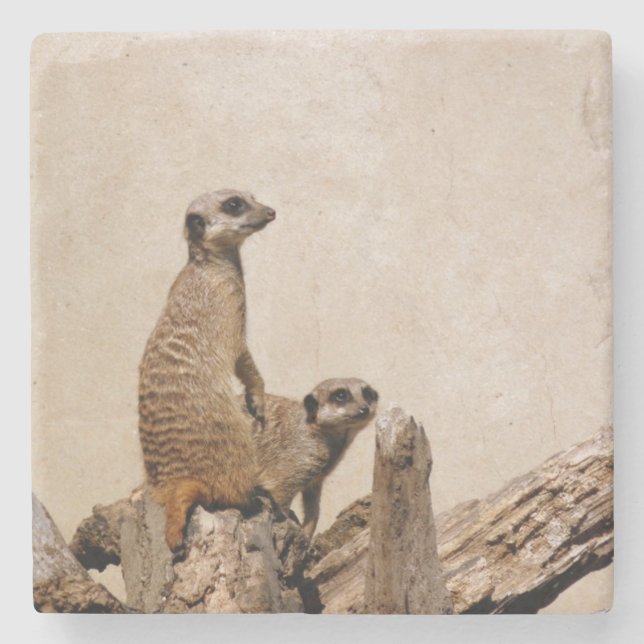 Unique Meerkat Coaster Stenunderlägg (Framsidan)