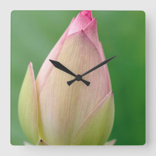 Unopen Vatten Lily Bulb, Durban Botanical Fyrkantig Klocka