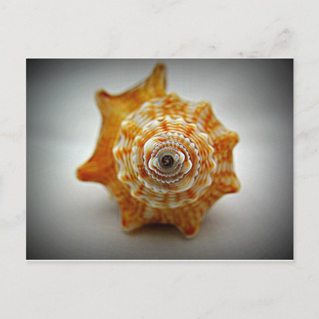 Unvenile Fighting Conch Vykort (Framsida)