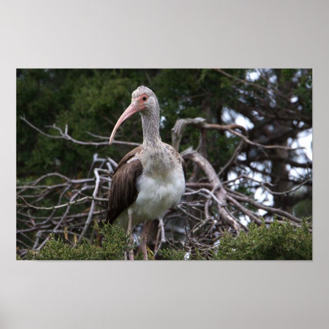 Unvenile Ibis Bird Poster (Framsidan)
