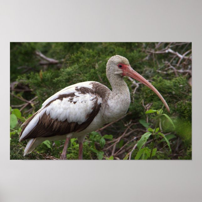 Unvenile Ibis Bird Poster (Framsidan)