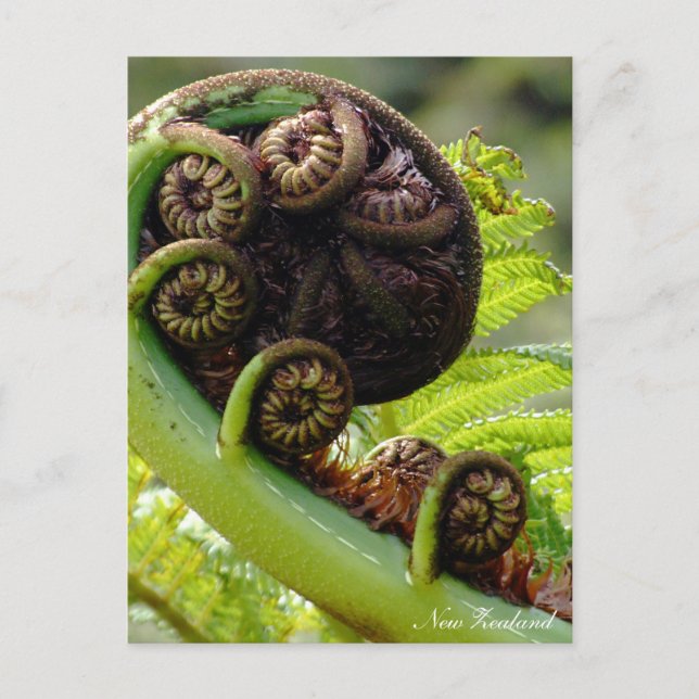 Unvikt Fern, Nya Zeeland, Wilderness Vykort (Framsida)