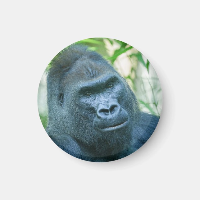 Unwavering Strength Silverback Gorilla Kito Magnet (Framsidan)
