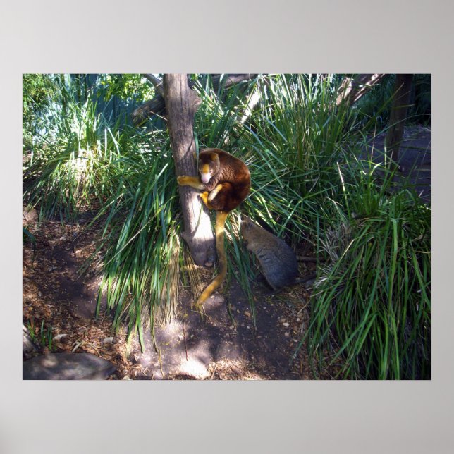 "Up in Trees: En australisk trädkänguru klättrar Poster (Framsidan)