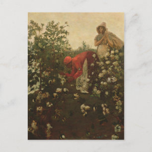 Upland Cotton Vykort
