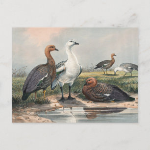 Upland Goose av Joseph Varg Vykort