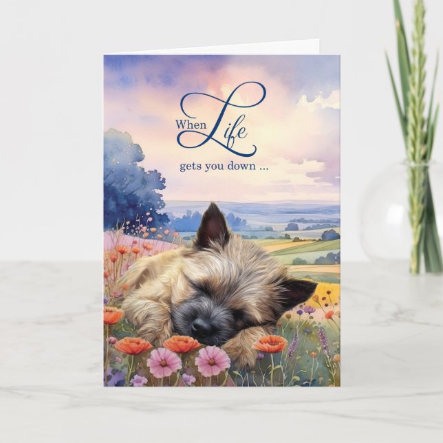Upmuntring Cairn Terrier Hund Vildblomsäng Kort (Framsida)