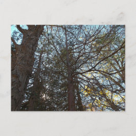 Upp genom Grenar Vykort