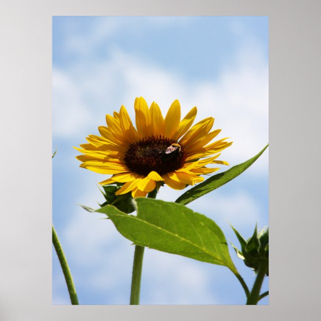 Upp i molnen poster (Framsidan)