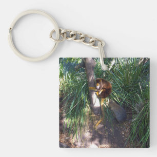 "Upp i Träd: Ett australiskt Träd Kangaroo-klimat