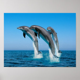 Upp med delfiner poster