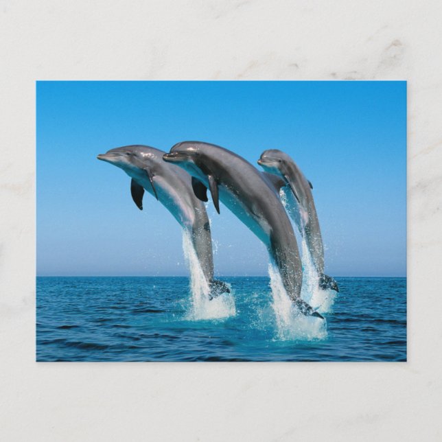 Upp med delfiner vykort (Framsida)
