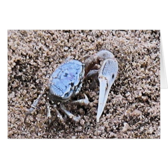 Upp nära och smutsigt! Spelman Crab Hälsningskort (Framsidan Horizontal)