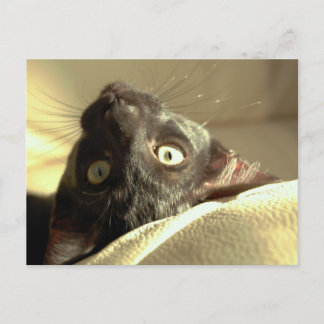 Upp och ned på katten! vykort