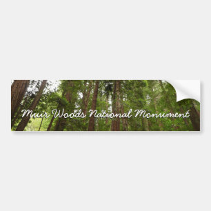 Upp till Redwood I på Muir Skogen nationalmonument Bildekal