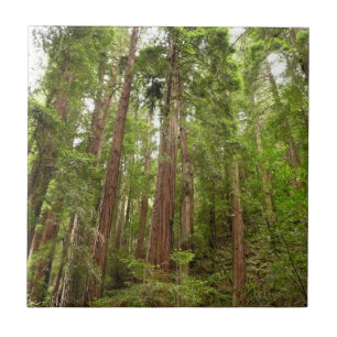 Upp till Redwood I på Muir Skogen nationalmonument Kakelplatta
