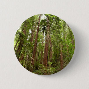 Upp till Redwood I på Muir Skogen nationalmonument Knapp