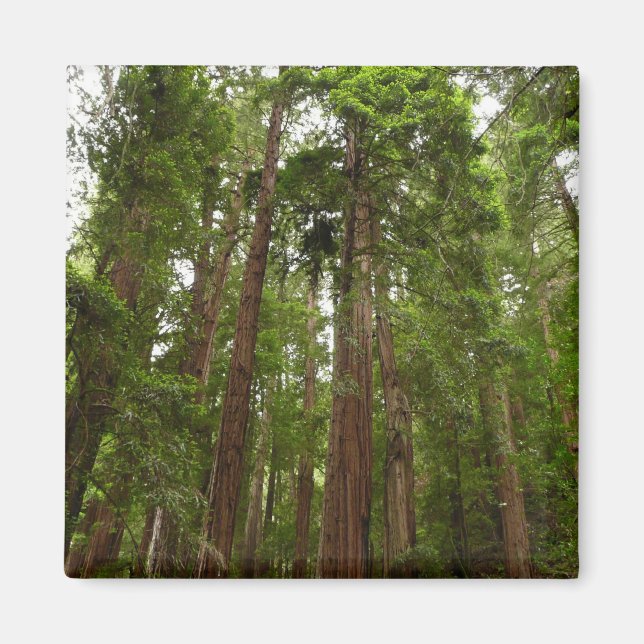Upp till Redwood I på Muir Skogen nationalmonument Magnet (Framsidan)