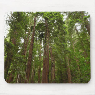 Upp till Redwood I på Muir Skogen nationalmonument Musmatta