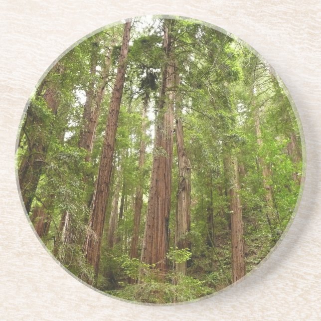 Upp till Redwood I på Muir Skogen nationalmonument Underlägg (Framsidan)