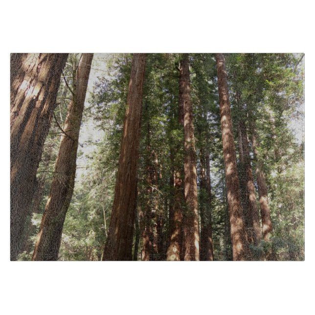 Upp till Redwood II vid Muir Skogen nationalmonume (Framsidan)