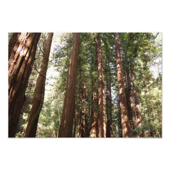 Upp till Redwood II vid Muir Skogen nationalmonume Fototryck (Framsidan)
