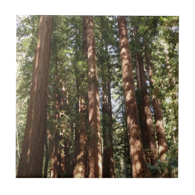 Upp till Redwood II vid Muir Skogen nationalmonume Kakelplatta (Framsidan)