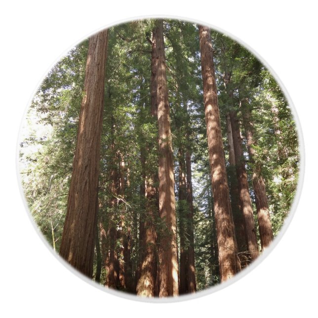 Upp till Redwood II vid Muir Skogen nationalmonume Knopp (Framsidan)