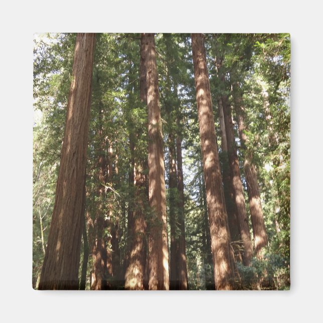 Upp till Redwood II vid Muir Skogen nationalmonume Magnet (Framsidan)